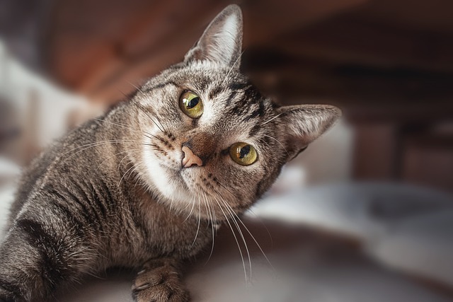 狸花猫为什么脾气普遍都比较暴躁？